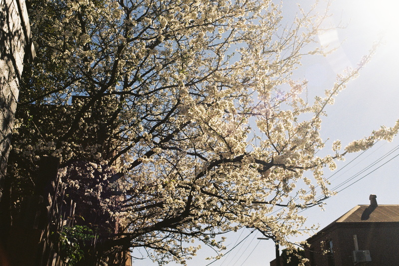 architecture, blossoms, film camera, spring bloom, no people, cherry blossoms, branch, film photography, sky, beauty in nature, fitzroy, flowering plant