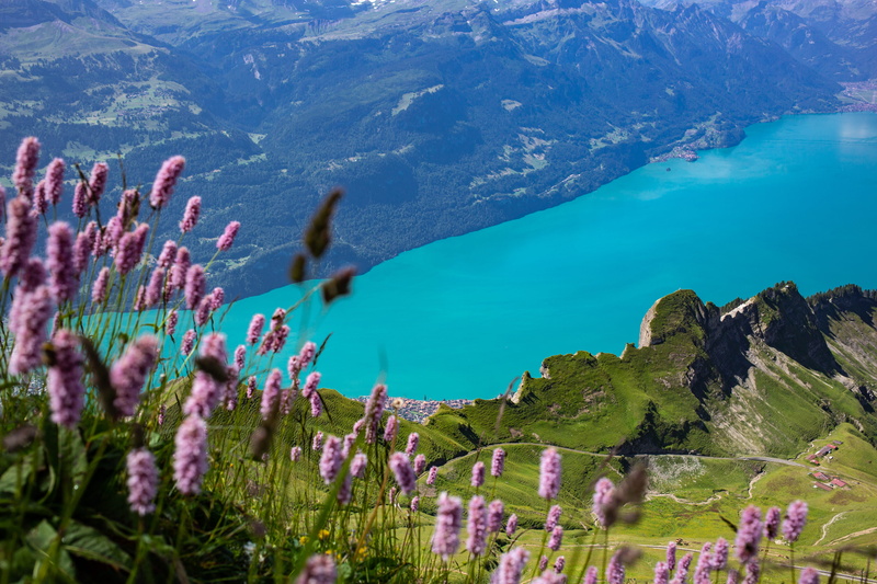 grass, nature, tourism, purple, green, body, european Alps, 5K, vacations, alp, famous Place, summer, rural Scene, travel, mountain Peak, green Color