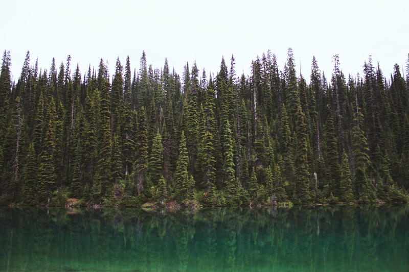 plant, beside, canada, scenics - nature, lake, reflection, coniferous tree, sky, spruce, flora, 4K, beauty in nature, green color, field, trees, pine woodland