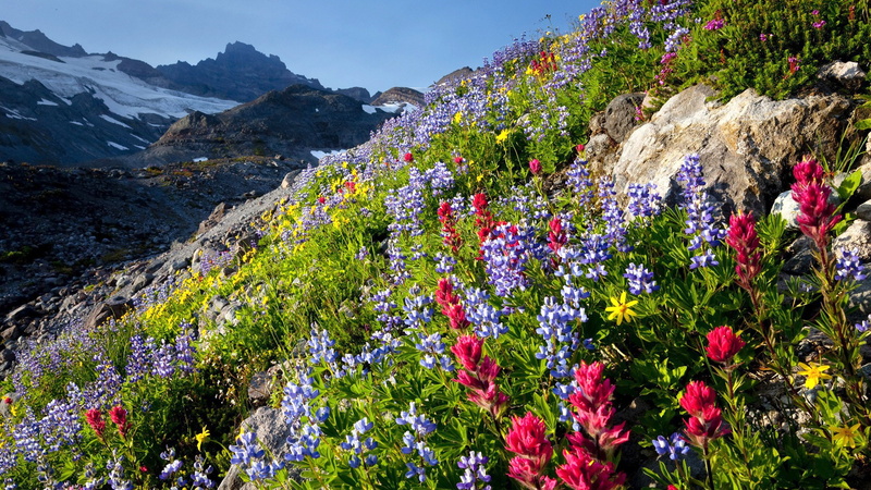 rainier, washington, blue, 2K, android, mount, red, mobile, hd, national, park, wildflowers, spring, iphone