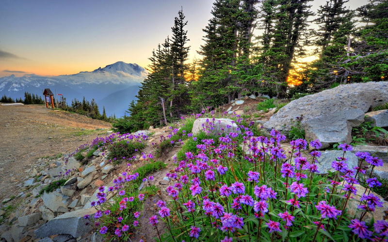mountain, united, crystal, national, mount, landscape, hd, park, xn, rainier, flowers, states, spring, 2K