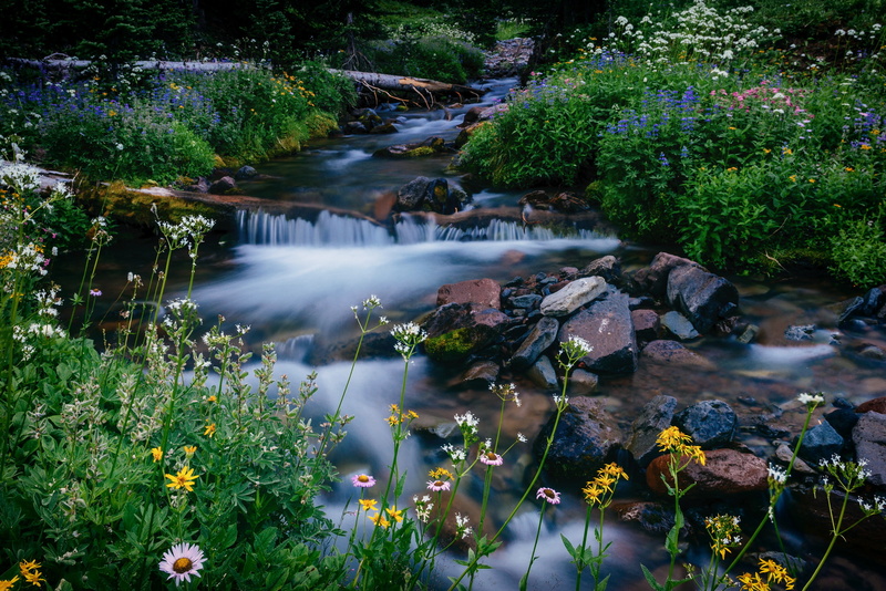 Mount Rainier, stream, Washington, national Park mount Rainier, Mount Rainier National Park, Melody Creek, flowers, 1080P, stones