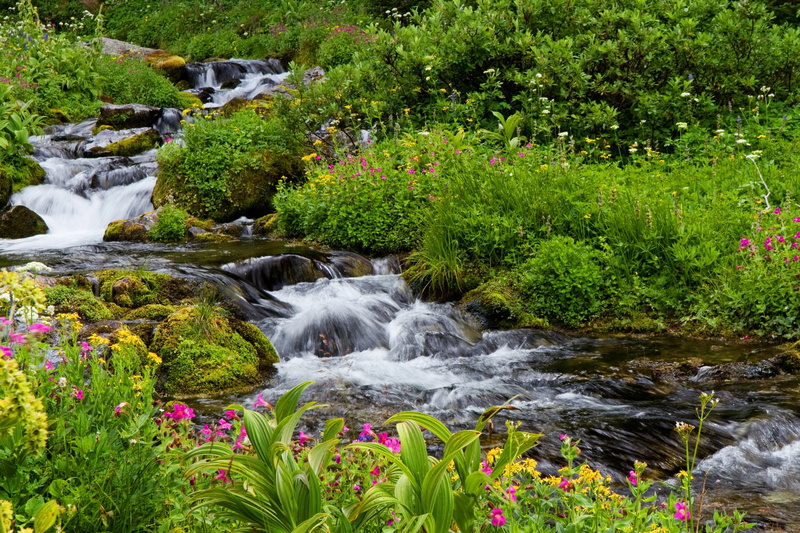 grass, the bushes, stream, 2K, stones, moss, greens, flowers, Mount Rainier National Park, USA