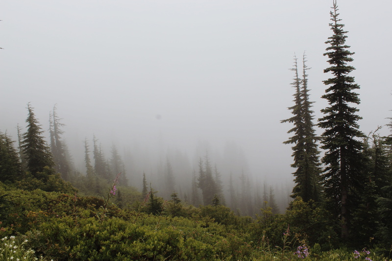 day, foggy, northwest, forest, growth, scenics - nature, environment, beauty in nature, fog, coniferous tree, united states, outdoors, idyllic, cloudy