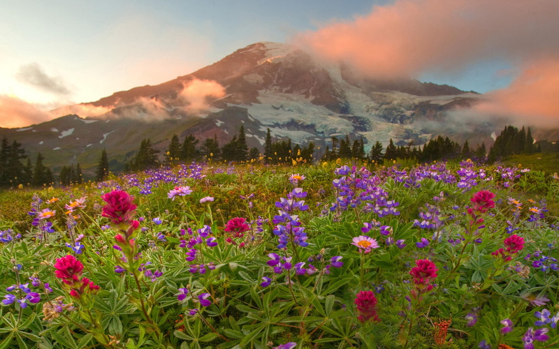 morning, national, sunrise, washington, 2K, wild, colorful, flowers, rainier, landscape, park, mount