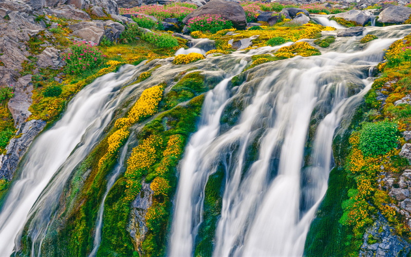 washington, rainier, spring, united, 2K, waterfall, beautiful, flowers, hd, pink, national, states, park, yellow, mount