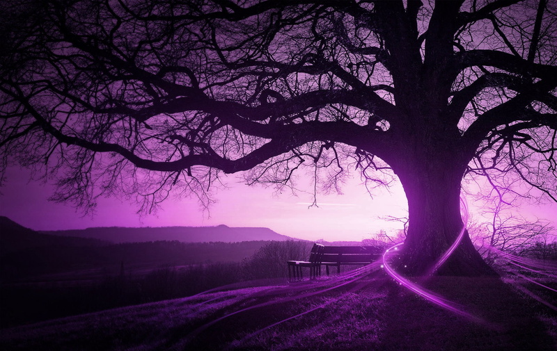 720P, purple, landscape, trees, bench