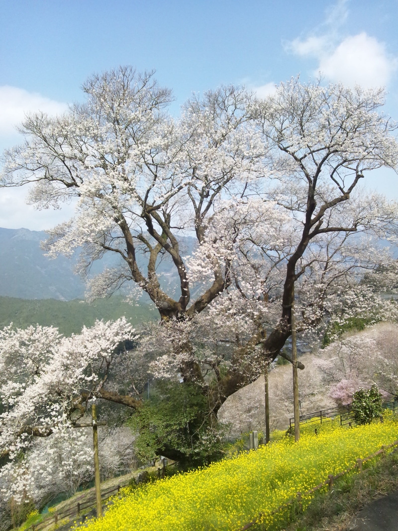 day, Town, cherry tree, tranquil scene, hyotan cherry blossoms, cloud - sky, niyodogawa town, scenics - nature, landscape, spring, no people, beauty in nature