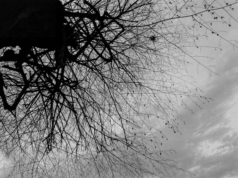day, sad, nature, india, plant, mobile photography, land vehicle, trees, built structure, sky, white, branch, low angle view, tranquility, architecture