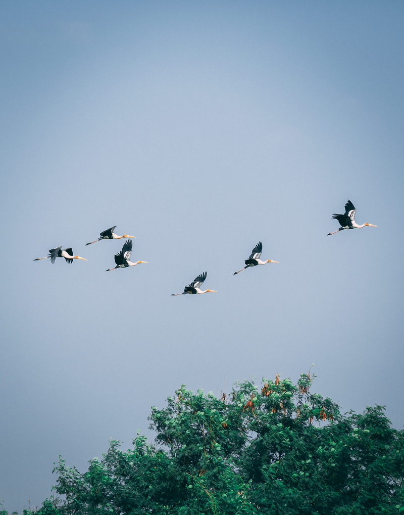 medium group of animals, migration, black and white, migrant, sky, bird, animal wildlife, low angle view, tree, clear sky, plant, india, animal themes