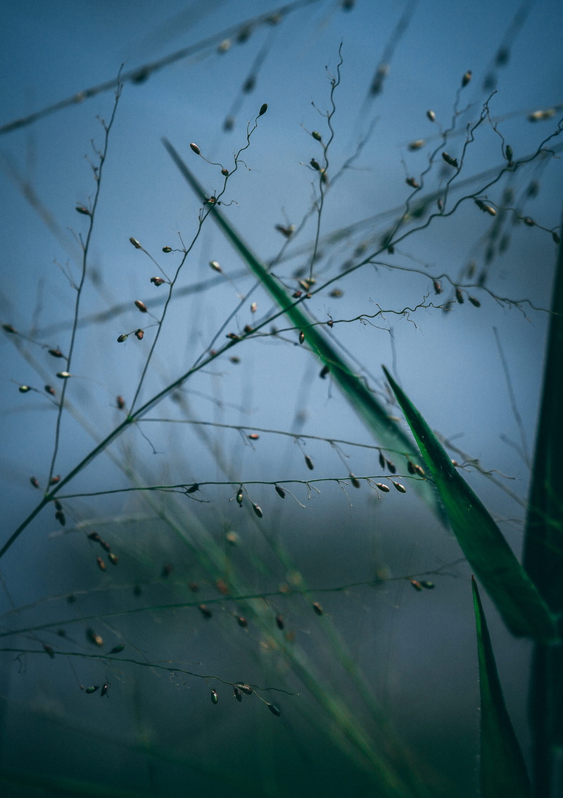 beauty in nature, mood, forest, selective focus, flower, blade of grass, new life, green, focus on foreground, water, plant, wet, kochi, drop, day, green color