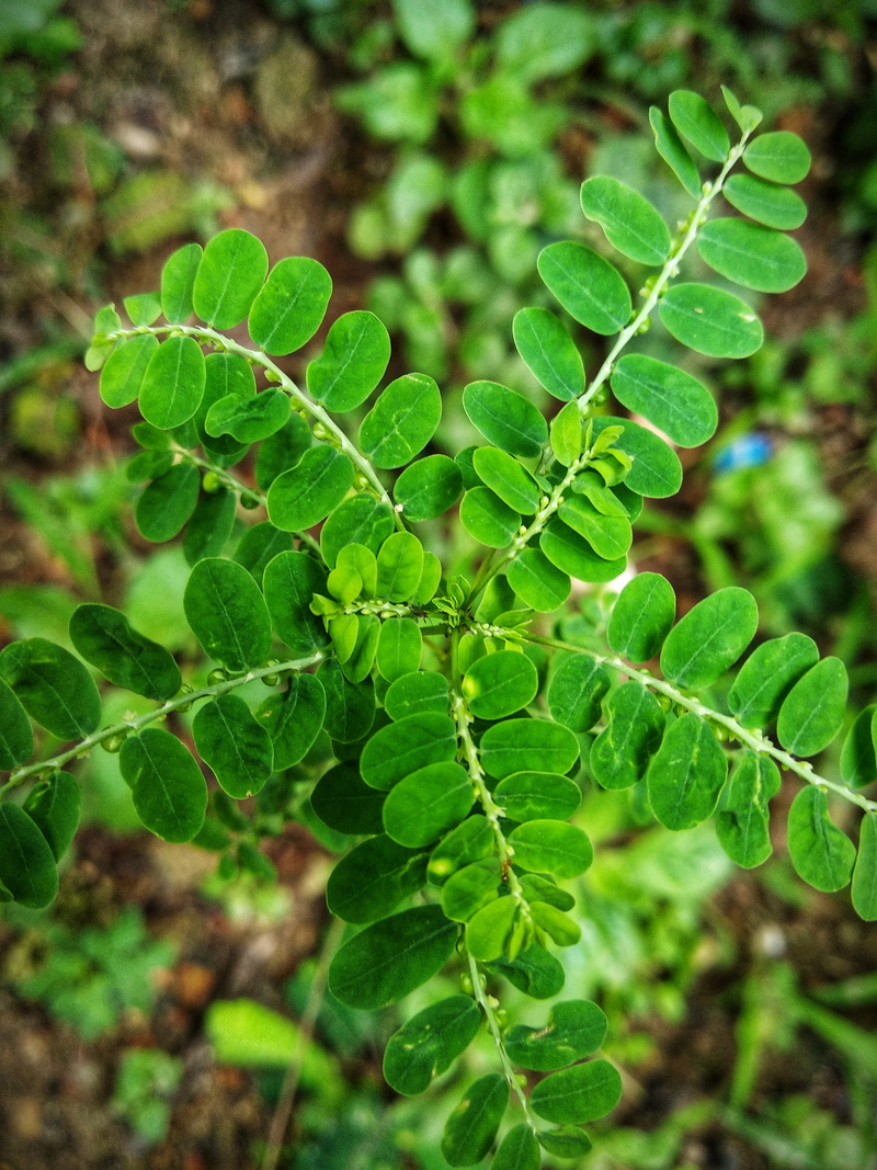 food and drink, beauty in nature, plant part, outdoors, day, close-up, green color, india, field, land, freshness, food, leaf, growth, kochi, nature, directly above