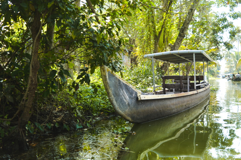travel, lake, transportation, plant, water, waterfront, forest, kerela, trees, nautical vessel, growth, india, floating on water, backwaters, rowboat, mode of transportation