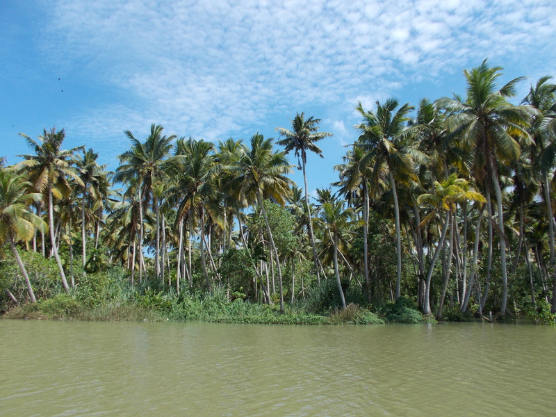 lake, growth, tree, water, beauty in nature, tranquility, poovar, tranquil scene, 4K, land, coconut palm tree, sky, no people, kerala, green color, outdoors