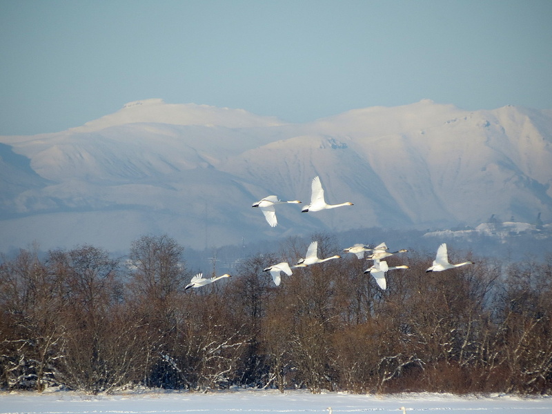 bird, backwater, animal, tree, a flock of, cold temperature, flying, river, winter, nature, frost, mode of transportation, animals in the wild, scenics - nature