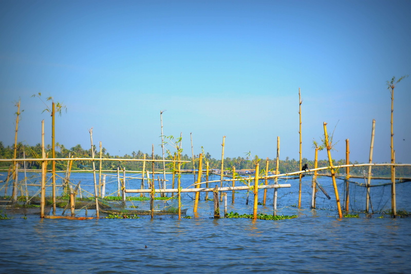 nature, plant, built structure, beauty in nature, waters, outdoors, 4K, tranquility, tree, bird, sky, clear sky, kerala, waterfront, fishing, sea, architecture