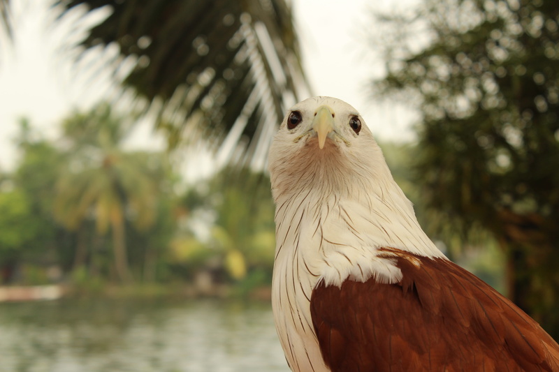Wildlife, bird of prey, Nature, backwaters of kerala, india, plant, looking, bald eagle, 5K, Domestic, outdoors, Exotic, animal head, no people, animal wildlife
