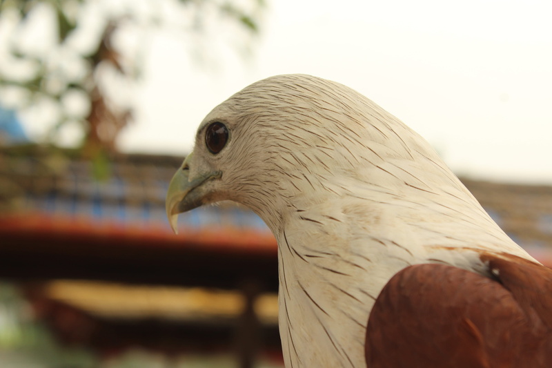 kite bird, eagle, kerala, animal body part, feather, close-up, animals ...