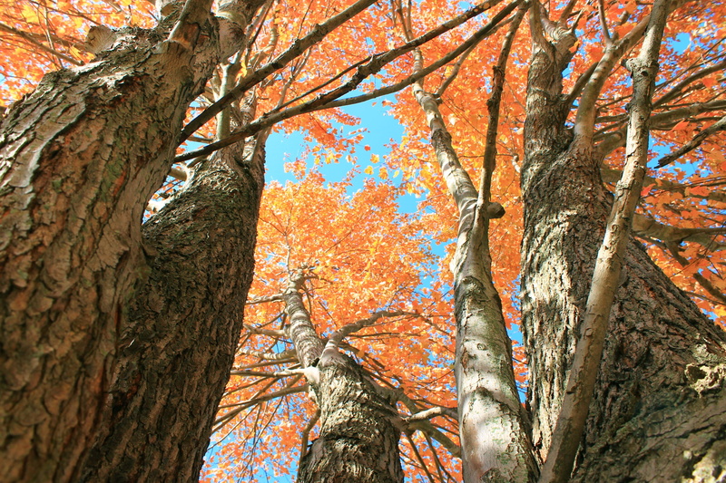 2K, tree, tranquility, nature, blazing, low angle view, torch, vibrant, branch, changing, tree canopy, autumnal, autumn collection, tower, autumn, blaze