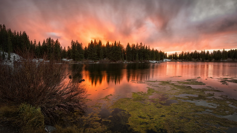 forest, tree, reflection lake, non-urban scene, woodland, pine woodland, nature, lake, orange color, tranquility, pine tree, water, sunset, plant, tranquil scene