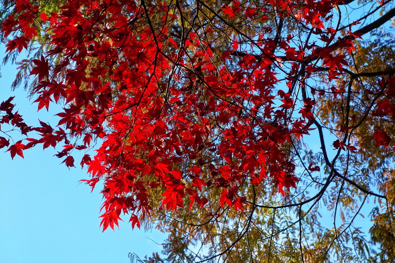 leaves, day, plant part, autumn blaze, maple tree, branch, bright, sunny day, sky, fall colors, 4K, fiery colors, red, tranquility, low angle view, change