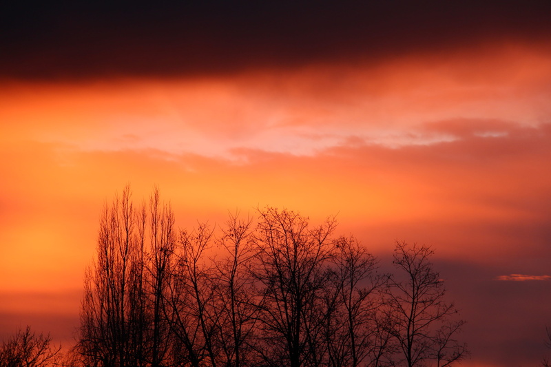 beauty in nature, tree, romantic sky, environment, golden, outdoors, tranquil scene, plant, no people, 5K, winter, skies, time, cloud - sky, sunrise, landscape
