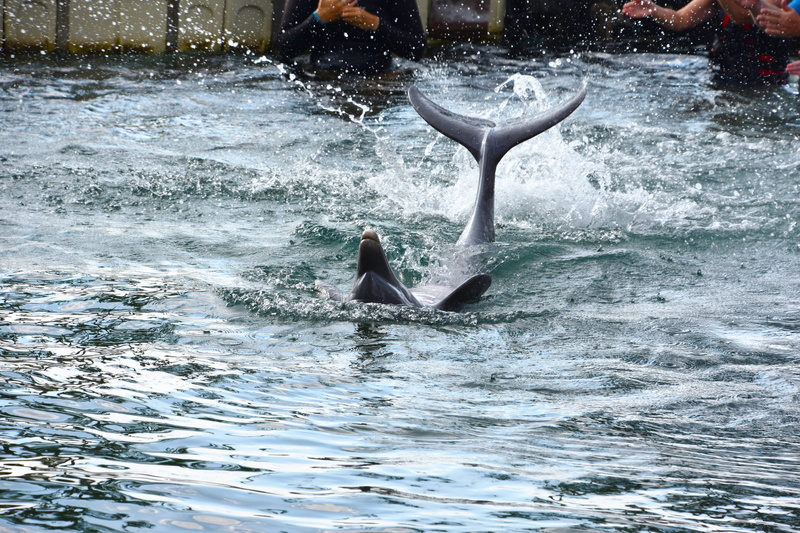 real people, tail fin, animal wildlife, sea, animals in the wild, marine, dolphin, motion, splashing, day, water, united states, underwater, waikoloa village