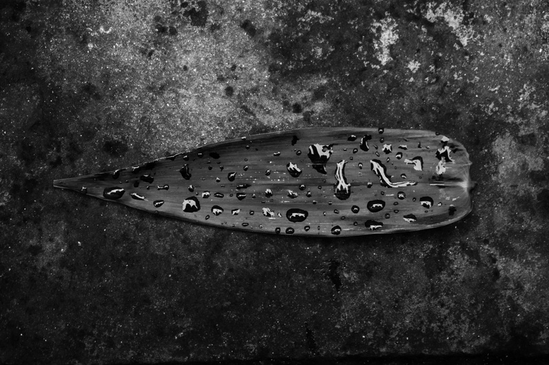 metal, nature, black, tarmac, water, black and white, wet, rain, animal, tree, bamboo, 5K, waikoloa village, wall - building feature, intersection, day