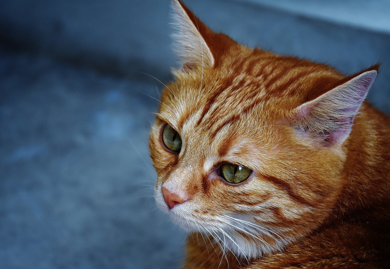 close-up, sweet, animal eye, tiger, cute, mammal, animal themes, portrait, playful, young cat, red cat, looking away, animal, whisker, mackerel, no people