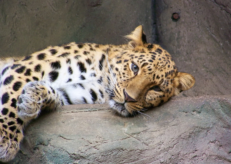 animals in captivity, animal, resting, spotted cat, nature, no people, look, animal wildlife, pets, carnivora, 1080P, stay, far East, one animal, vertebrate
