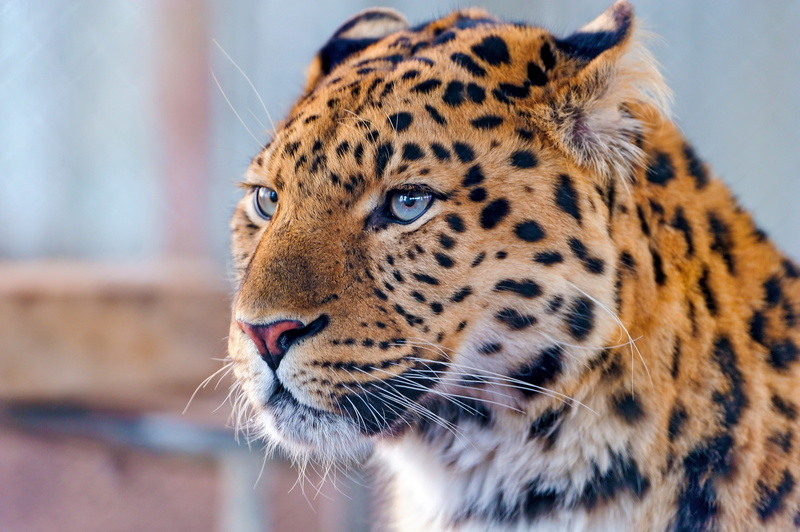 animal head, mustache, amur leopard, face, big cat, one animal, cat, outdoors, animal wildlife, leopard, undomesticated cat, feline, carnivora, no people