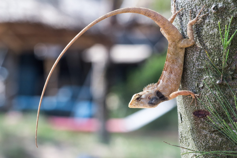 beast, no people, outdoors, asia, branch, vertebrate, eye, pose, nature, squirrel, tree, animal wildlife, close-up, spines, vietnam, whisker, animals in the wild