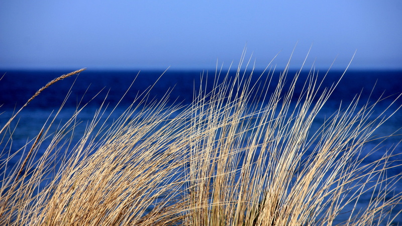 beauty in nature, sea, tranquility, nature, no people, outdoors, grass, blue, growth, landscape, timothy grass, wind, dry, focus on foreground, marram grass