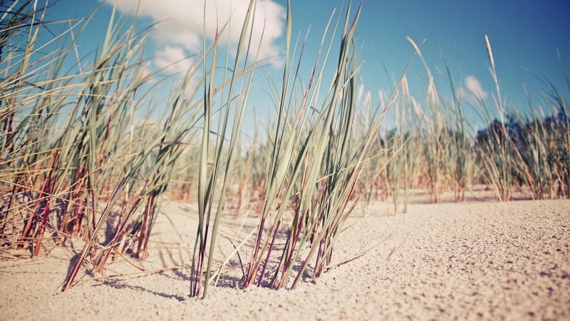 growth, beauty in nature, tranquil scene, land, nature, sky, 2K, plant, no people, beach, day, non-urban scene, outdoors, sunlight, sand, sea, grass, tranquility