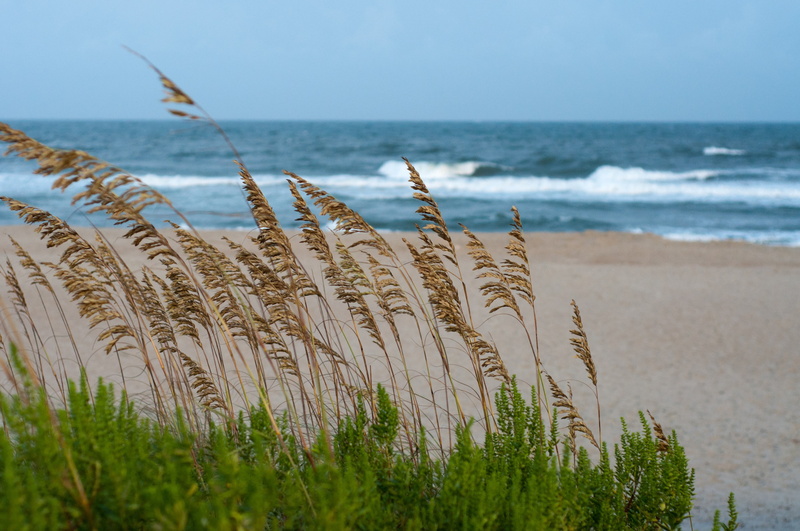 scenics - nature, beach, tranquility, outdoors, sea, focus on foreground, land, horizon, tranquil scene, nature, 4K, growth, sky, grass, timothy grass