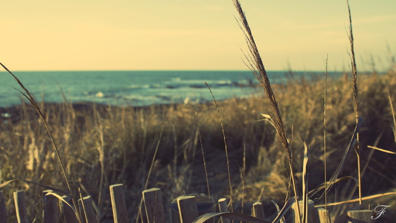 horizon over water, sky, outdoors, beauty in nature, beach, sea, wheat, grass, focus on foreground, land, horizon, no people, growth, day, tranquility