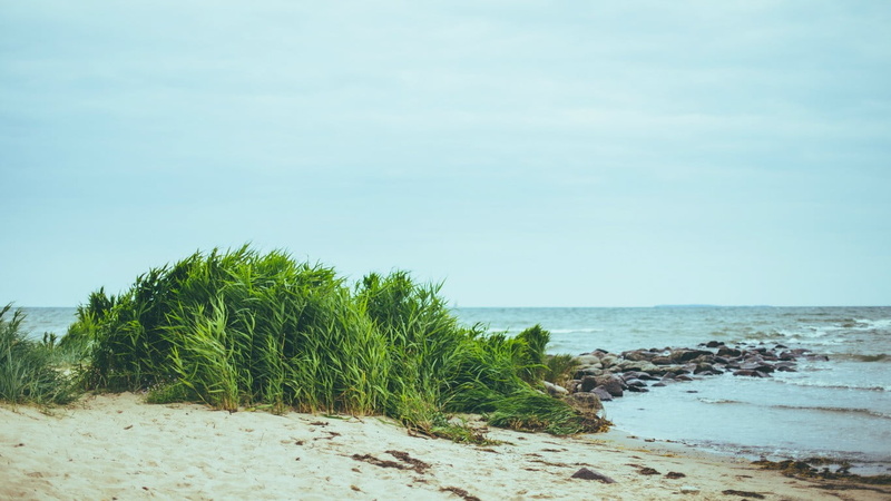 beach, plant, 720P, horizon over water, tranquility, horizon, tranquil scene, growth, plants, green color, green, day, scenics - nature, tree, land, no people