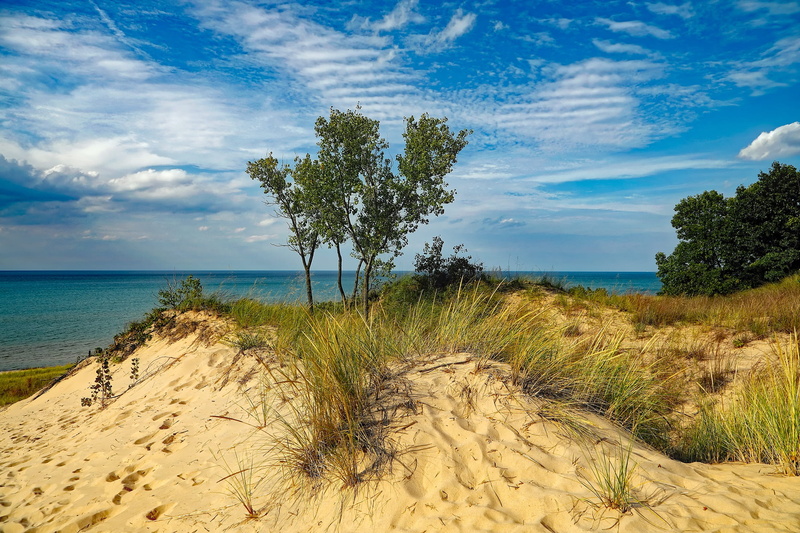 holiday, 1080P, green, plants, sand, tree, outdoors, lake michigan, nature, beautiful, cloud - sky, tranquility, marram grass, footprints, day, no people
