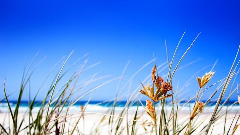 close-up, landscape, grass, outdoors, blue sky, halm, crop, day, selective focus, shore, growth, sky, no people, copy space, beauty in nature, focus on foreground