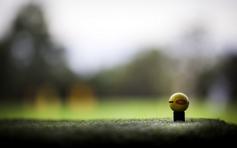 mushroom, 1080P, tree, sport, land, growth, summer, nature, brown, macro, day, green Color, focus on foreground, sphere, forest, backgrounds, acorn, no People