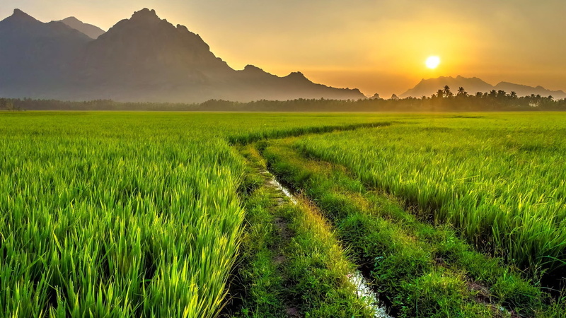 cereal plant, sunset, grass, tranquility, scenics - nature, sun, rural scene, field, tranquil scene, green, outdoors, agriculture, no people, path, landscape