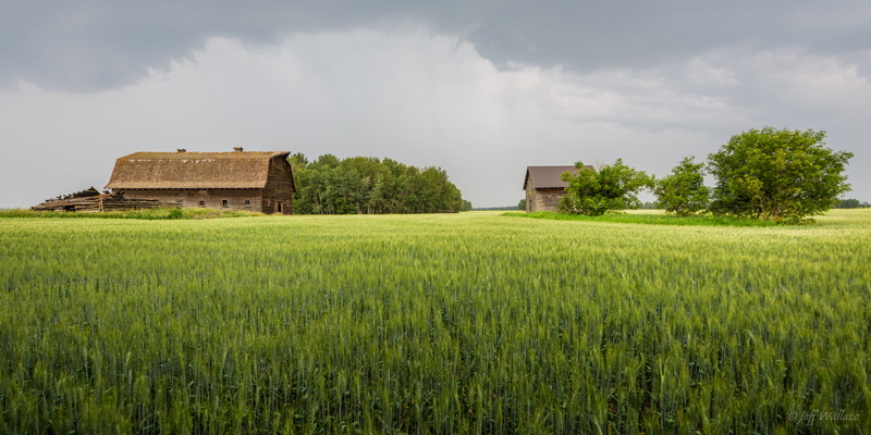 Barley, CA, field, 1080P, farming, cloudy, Canada, green grass, grass, green, barn, Glow, Explored, agriculture, lawn, grass lawn, nature, chase, farm