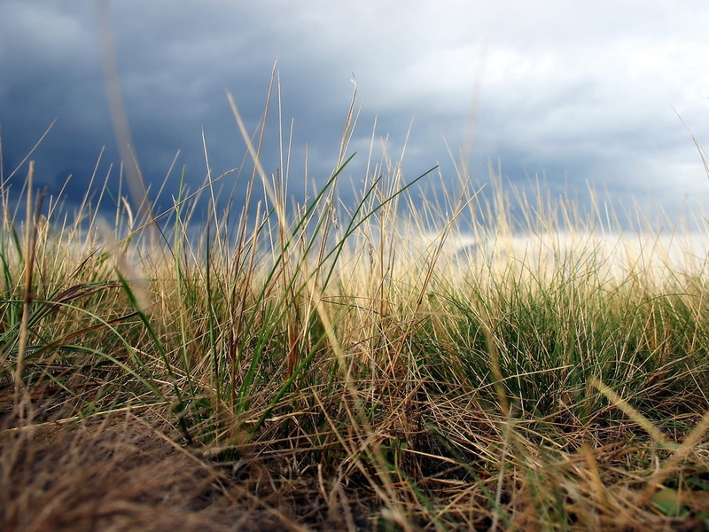 blade of grass, close-up, marram grass, outdoors, beach, environment, grass, field, tranquility, clouds, cloud - sky, land, green color, 720P, beauty in nature