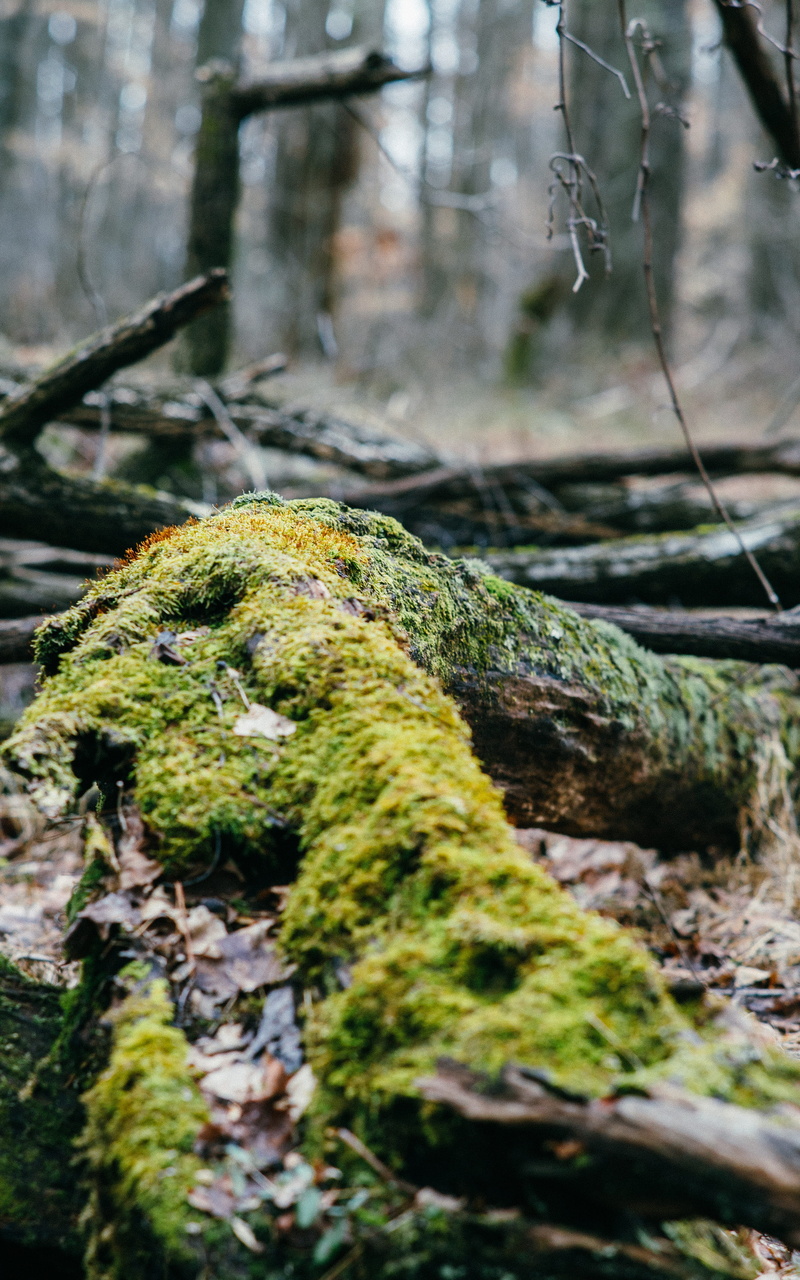 rock - object, winter, bark, rock, trunk, solid, trees, mushroom, sky, dirt, leaves, covering, tree trunk, plant, land, forest, fungus, meadow, day, green color