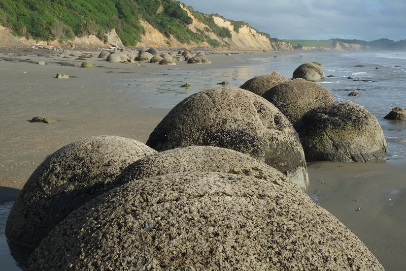 Moeraki, ocean, geology, pebble, sunlight, animal wildlife, new zealand, stone, tranquil scene, beauty in nature, tranquility, coastal, nature, no people