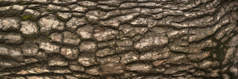 textured, full frame, solid, geology, wild, pattern, low tide, rock - object, rock, mineral, tree, surface, log, day, skin, abstract backgrounds, bark