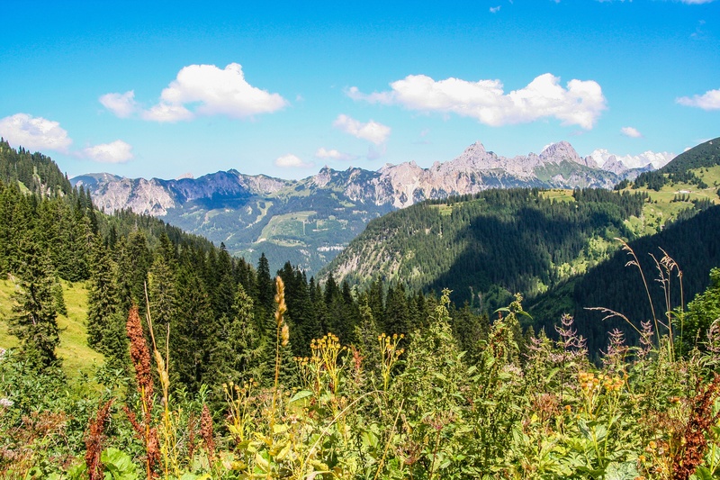 land, scenics - nature, non-urban scene, tree, mountains, mountain peak, mountain, 2K, no people, landscape, tannheim, growth, coniferous tree, green color