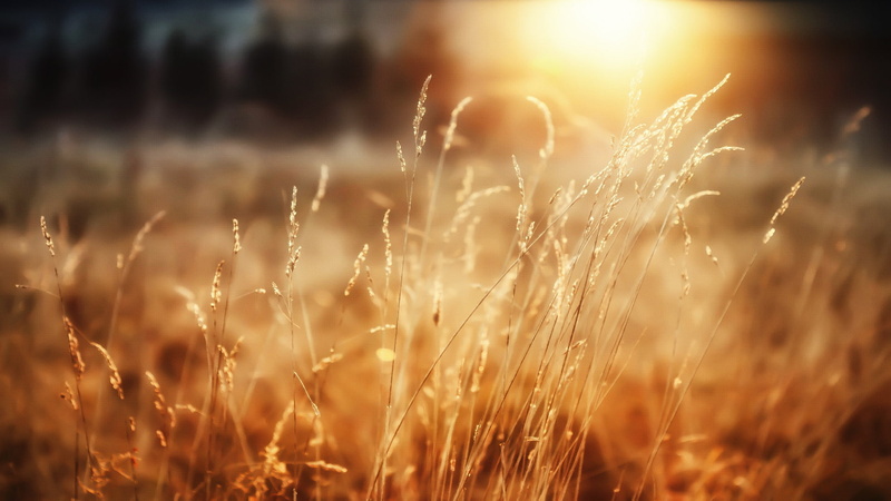 1080P, morning, sunshine