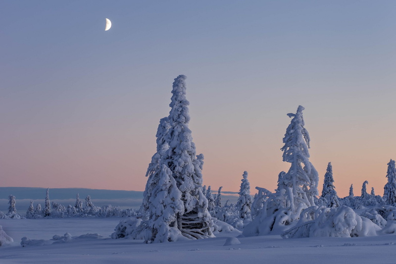 snow, 1080P, trees, Gitsfjällets Nature Reserve, field, sweden, vasterbotten, winter, lapland