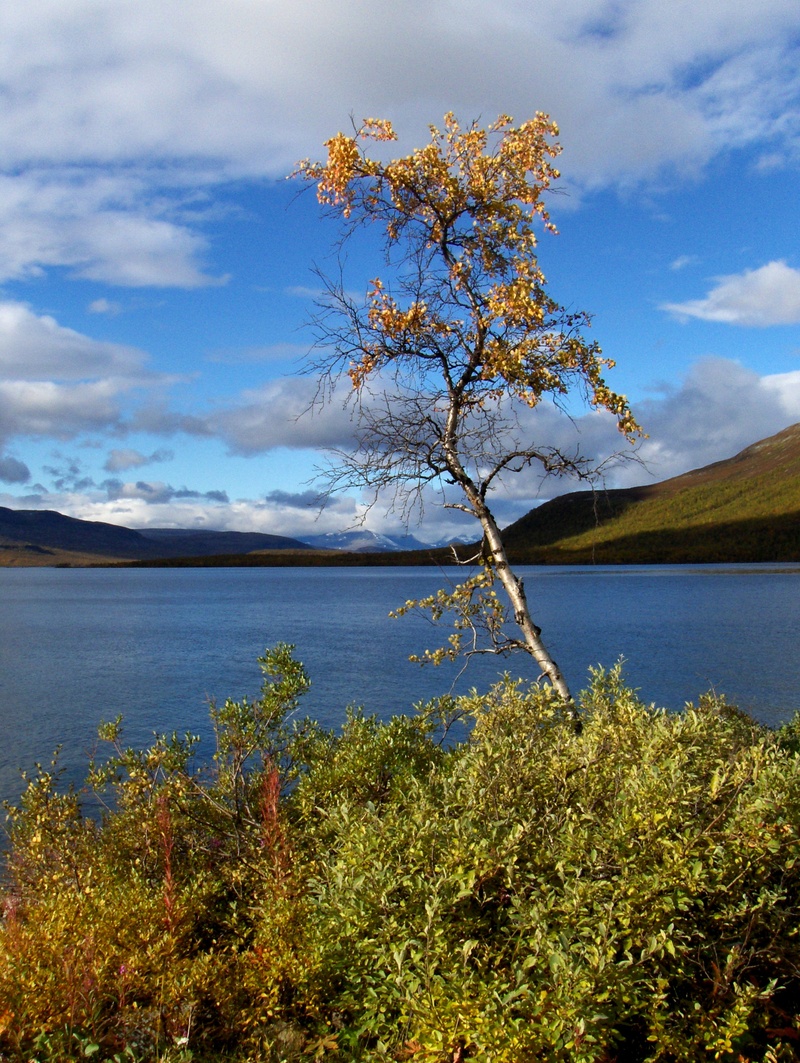 tranquility, scenics - nature, lapland, cloud - sky, land, the lapland, landscape, tranquil scene, non-urban scene, no people, 2K, outdoors, growth, plant